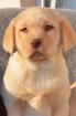 Labrador Welpen in braun und blond