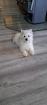 Westie West Highland White Terrier Rüde