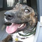 Orestes - er hat sich vom scheuen Hundejungen zum fröhlichen Sonnenschein entwic