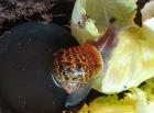 Gefleckte Weinbergschnecken Babys Cornu aspersum