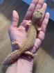0. 1 Aptor Handycap Leopardgecko sucht liebevolles Zuhause Nz 18