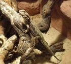 Zwergbartagame adult 1. 0 variabel mit Terrarium