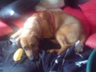 Liebevoller Rhodesian Ridgeback Mischling abzugeben