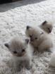 Reinrassige BKH kitten