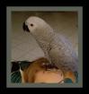 Suche Graupapagei Henne weibchen Partnerin
