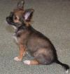 Typvoller Chihuahuawelpe Rüde aus seriöser VDH Zucht abzugeben