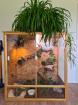 Kornnatter mit Terrarium viel Zubehör zu verkaufen.