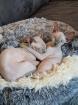 Canadian Sphynx Kitten weiblich 3 Monate im Doppelpack