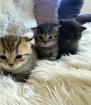 Süsse reinrassige Bkh Kitten