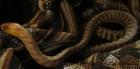 Woma Python / Aspidites Ramsayi 1. 0 DNZ