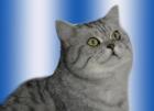 Deckkater Britisch-Kurzhaar Silbertabby VIEL ERFAHRUNG
