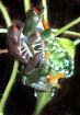Ebook Der Rotaugenlaubfrosch Biologie Terrarienhaltung Nachzucht