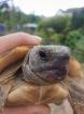 Griechische Landschildkröte - Testudo Hermani-