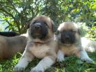 Kangal - germanischer Bärenhund