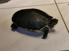Wasserschildkröte abzugeben