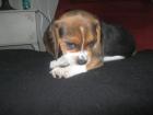 9 süße Beagle Welpen suchen Euch