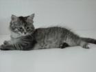 Maine Coon Babys 10 Wochen alt