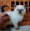 Britisch Kurzhaar Katzenbaby in chocolate point abzugeben