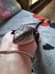 Blauzungenskink ohne Terrarium