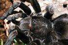 Pamphobeteus nigricolor selten