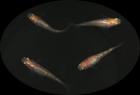 Medaka Reisfische Buci Lame