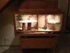Terrarium mit bartagamen Pärchen