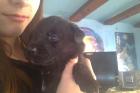 Labradormischlingswelpen