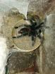 Grammostola iheringi 1. 0 subadult