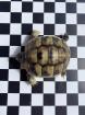 Griechische Landschildkröten aus 2022 und 2022 Testudo hermanni zu verkaufen