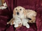 Golden Retriever Hündin