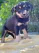 BISTERONI 2 MONATE MISCHLING MÖCHTE MIT SEINEN MENSCHEN DAS HUNDE-ABC LERNEN