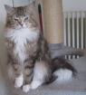 Maine Coon - Black Tabby White