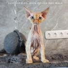 Reinrassige Devon Rex kitten