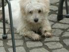 Coton de Tul ar Welpen suchen ein Zuhause