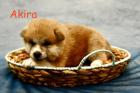 Reinrassige Akita Inu Welpen mit Papieren