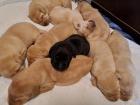 Süsse reinrassige Labradorwelpen
