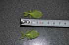 Wandelndes Blatt - Phyllium Siccifolium
