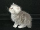 British Kurzhaar Kitten Blue Golden Tabby