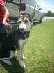 LOLA - junge Husky-Schäfer-Mischlingshündin in der Tötung