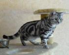 Wunderschöne BKH-Babys black silver tabby Whiskas mit Stammbaum sehr verschm