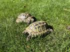 Zwei männliche griechische Landschildkröten abzugeben