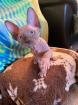 Canadian Sphynx Kitten
