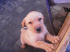 Labradorwelpe blond reinrassig 9. Wochen Rüde