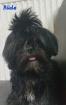 Shih Tzu-Pekingnese Welpe LETZTER RÜDE