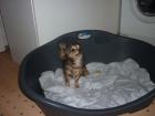 Chihuahua Rüde kein Mischling