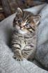 Wunderschöne reinrassige BKH Kitten Whiskas Tabby