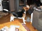 Beagel Rüde Bruno
