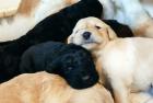 Doodle Hovadoodle Welpen sehr selten