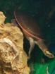 Rotbauch- Spitzkopfschildkröte Emydurasubglobosa