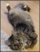 Rasse Katze langhaar türkisch Angora mischling